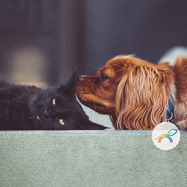 arcoiris pets foto gato negro y perro cocker canela 600x600