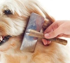 cepillado del pelo de los perros con carda
