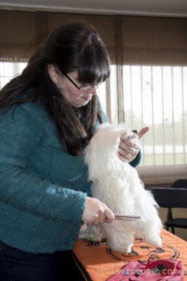 Helga cepillando a Hugo Bichon Maltes de pelo largo 267x400