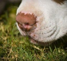 4349845 perros olfateando la hierba 234x212 1 la mayoría de los propietarios se quejan cuando su perro al salir a la calle, el perro inclina la cabeza hacia el suelo y comienza a olfatear todo lo que encuentra a su paso. Sobre todo si la mascota es un beagle o westis.