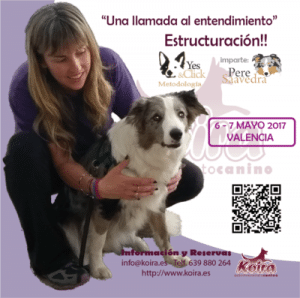 Seminario "Una Llamada al Entendimiento" Estructuración!! impartido por Pere Saavedra Metodología Yes&Click en Valencia 2017 organiza KOIRA Adiestramiento Canino