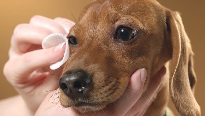 Video consejos higiene basica en perros #1 limpieza de ojos perro marron