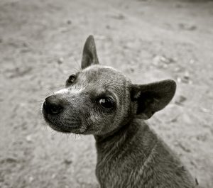 #AnimalesNOsonCosas perro abandonado