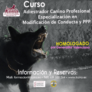 Cartel Curso Adiestrador Canino Profesional Homologado KOIRA 800x800