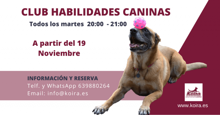 curso habilidades caninas y club dog dancing