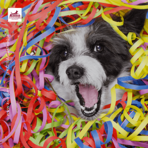 Doggie Party Imagen destacada de Fiesta Canina con confeti julio 2020