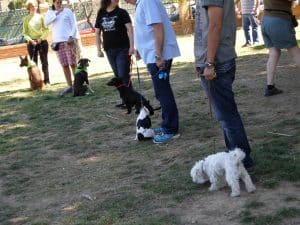 KOIRA Escuela de Adiestramiento Canino en Valencia