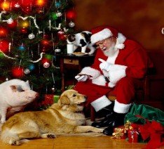 La navidad, el terror de los cachorros (los animales no son juguetes)