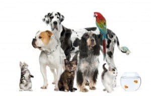 Perros y niños: que saber antes de reunirlos3