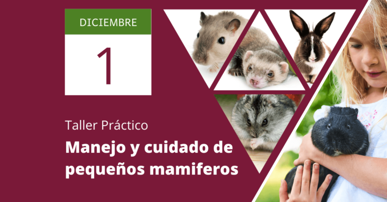 20191201 anuncio taller pequenos mamiferos facebook 1 en este taller se abordan los aspectos generales relacionados con los pequeños mamíferos: taxonomía, manipulación, cuidados generales y aspectos específicos relacionados con sus cuidados y atenciones en el ámbito doméstico.