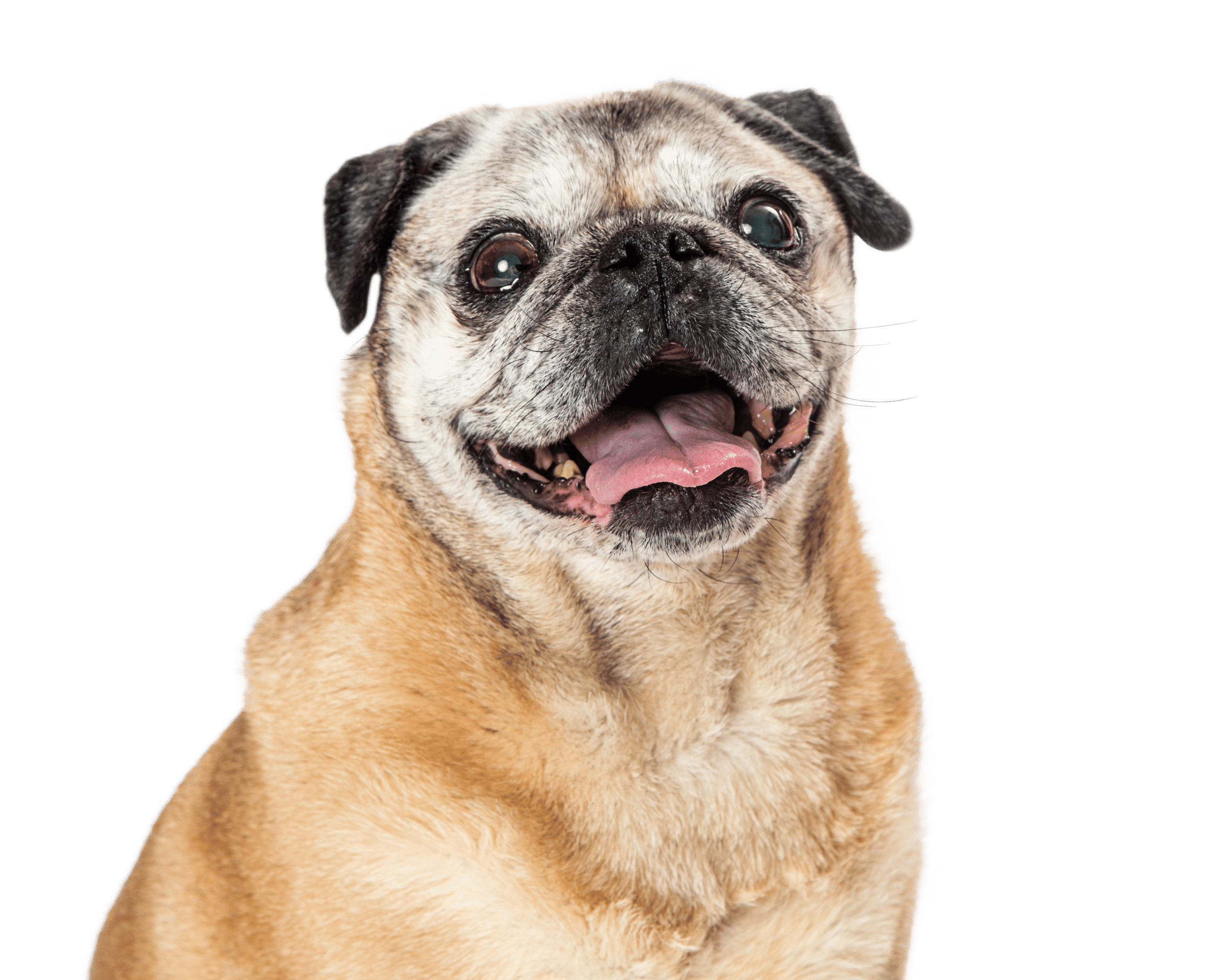 Adobestock 509906666 cursos actualizados y avalados por nuestros más de 15 años de experiencia en el mundo del adiestramiento canino