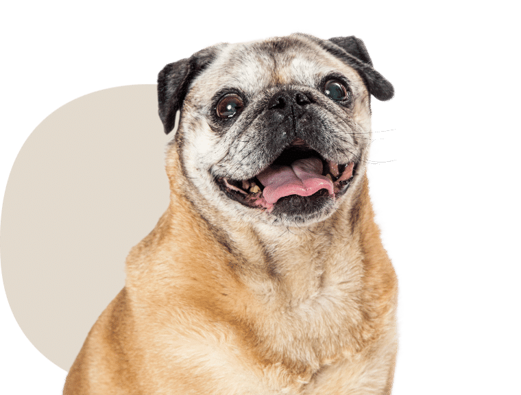Como hacemos cursos actualizados y avalados por nuestros más de 15 años de experiencia en el mundo del adiestramiento canino