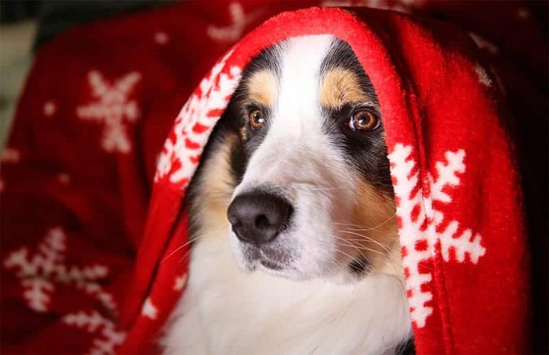 Consejos perros en navidad las fiestas navideñas están a la vuelta de la esquina y debemos tomar algunas precauciones para nuestro perro en navidad. La pérdida de rutinas o hábitos  pueden amenazar el bienestar y salud de nuestras mascotas.