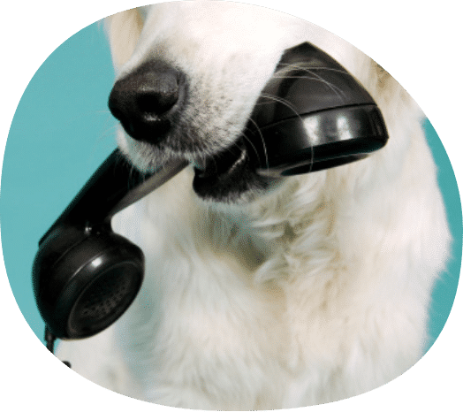 Consulta telf 2 cursos actualizados y avalados por nuestros más de 15 años de experiencia en el mundo del adiestramiento canino