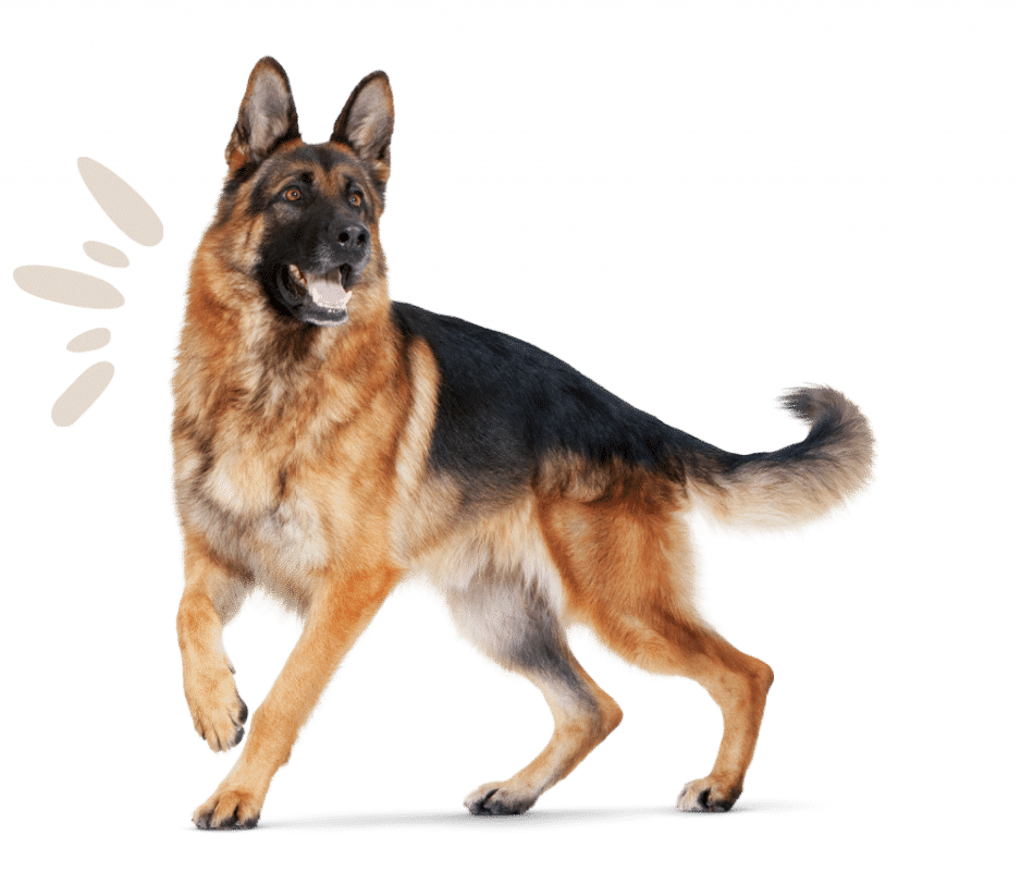 Formacion cursos actualizados y avalados por nuestros más de 15 años de experiencia en el mundo del adiestramiento canino