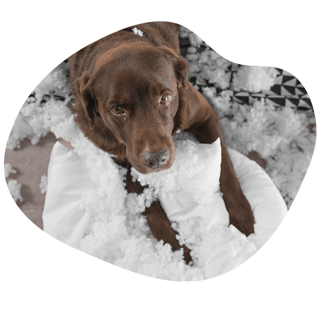 Labrador marron con almohada rota modificacion de conducta