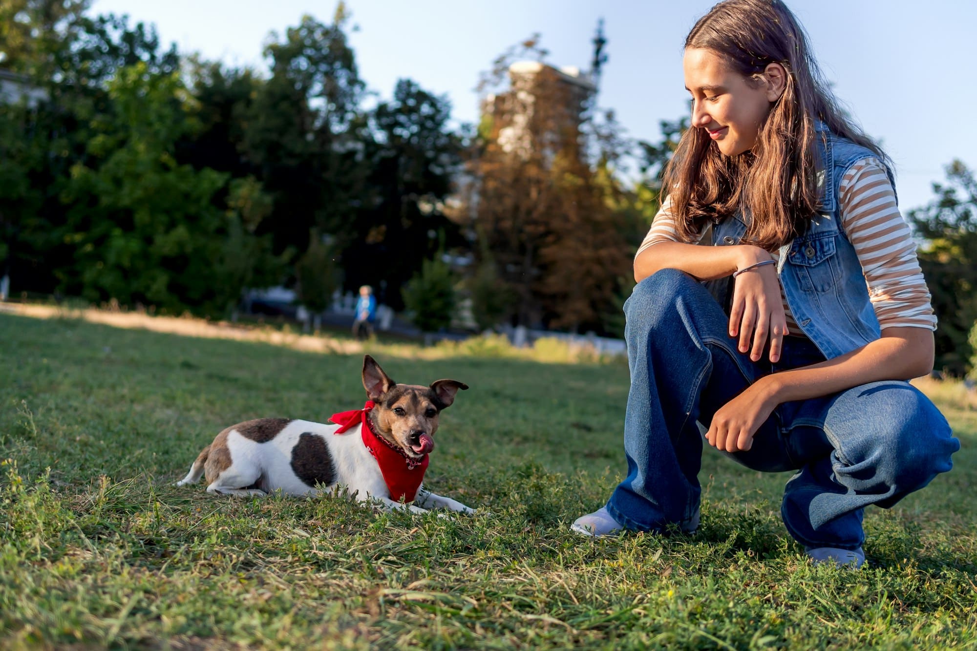 A teenage girl trains a cute pet dog jack russell on the grass in a doggy park in the autumn evening