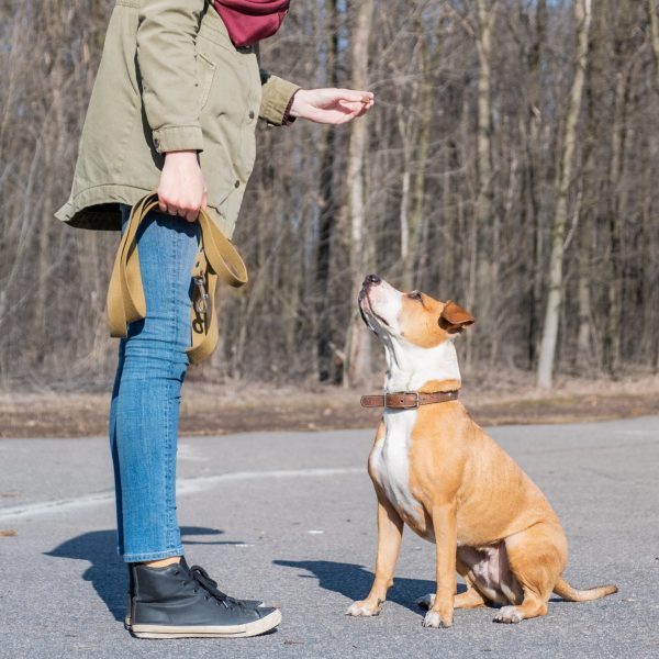 Adiestrador canino con ppp american staffordshire obediencia canina Adiestrador canino con ppp american staffordshire obediencia canina