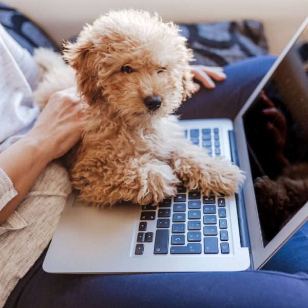 Perro caniche con un pc ordenador portatil