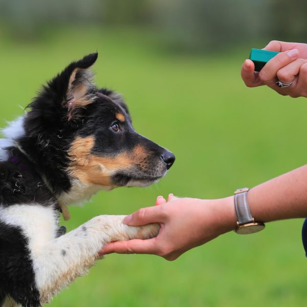 propietario educando a su perro con clicker propietario educando a su perro con clicker