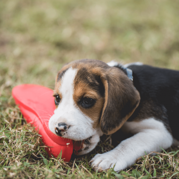 cachorro basset mordiendo zapatilla cuadrado volteado cachorro basset mordiendo zapatilla cuadrado volteado