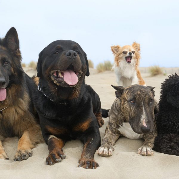 jornada socializacion perros juego perro jornada socializacion perros juego perro