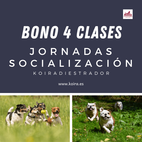 Bono 4 entradas socializacion Bono 4 entradas socializacion